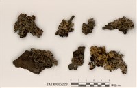 藏品(蜜盤袋衣)的圖片